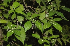 Blachia umbellata